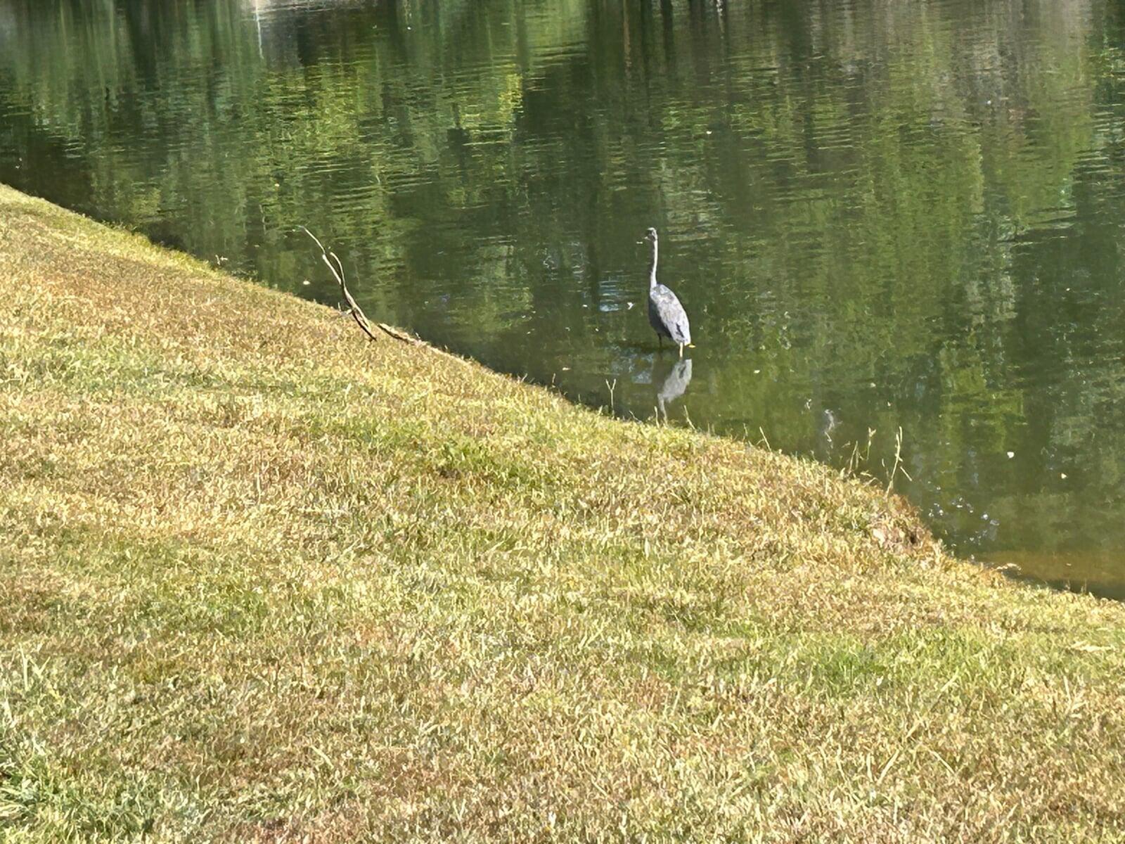 Blue Heron